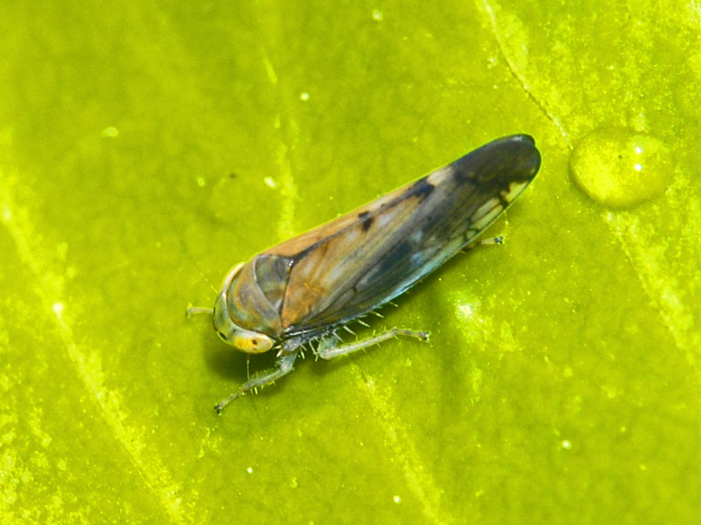 Una Cicadella da ID